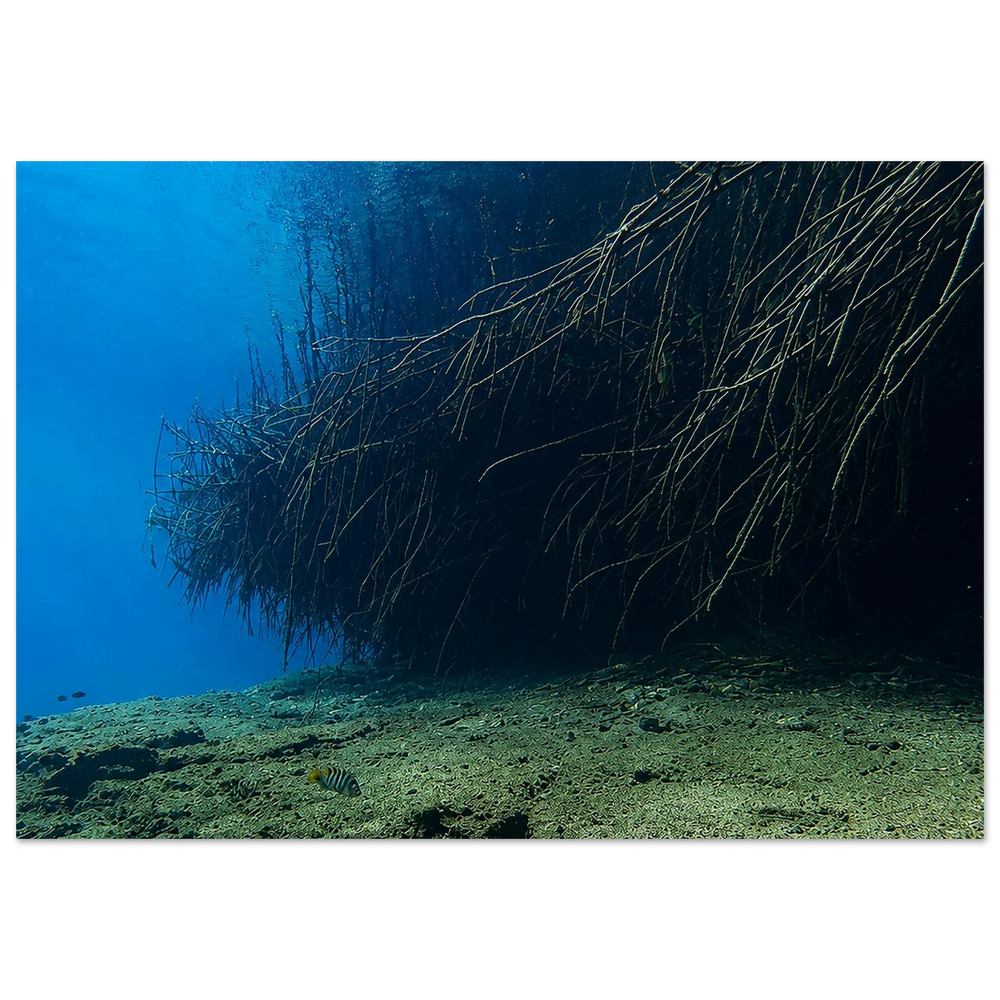 Underwater World of Mangroves by Robert Moss – Fine Art Photography Print