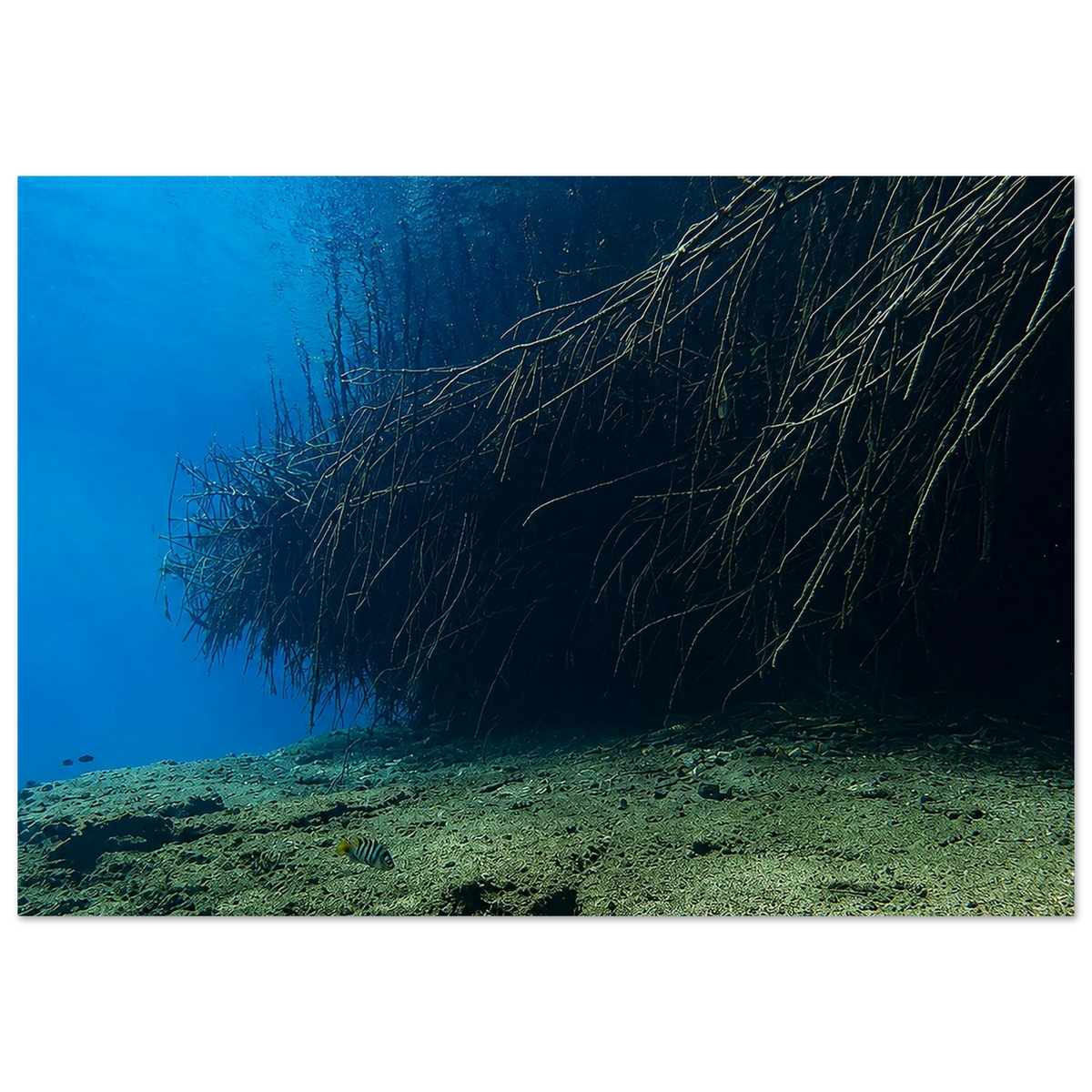 Underwater World of Mangroves by Robert Moss – Fine Art Photography Print