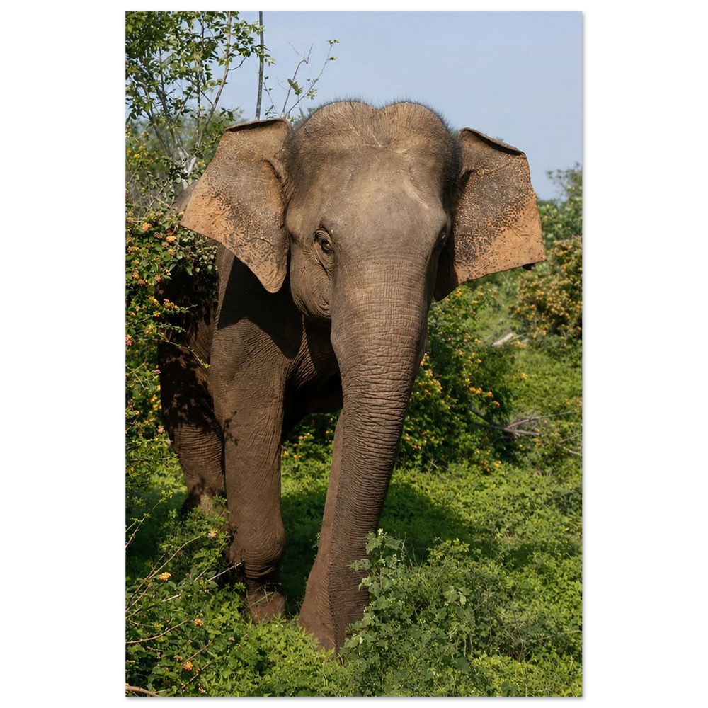 Shy Elephant in the Flowers by Robert Moss – Fine Art Photography Print