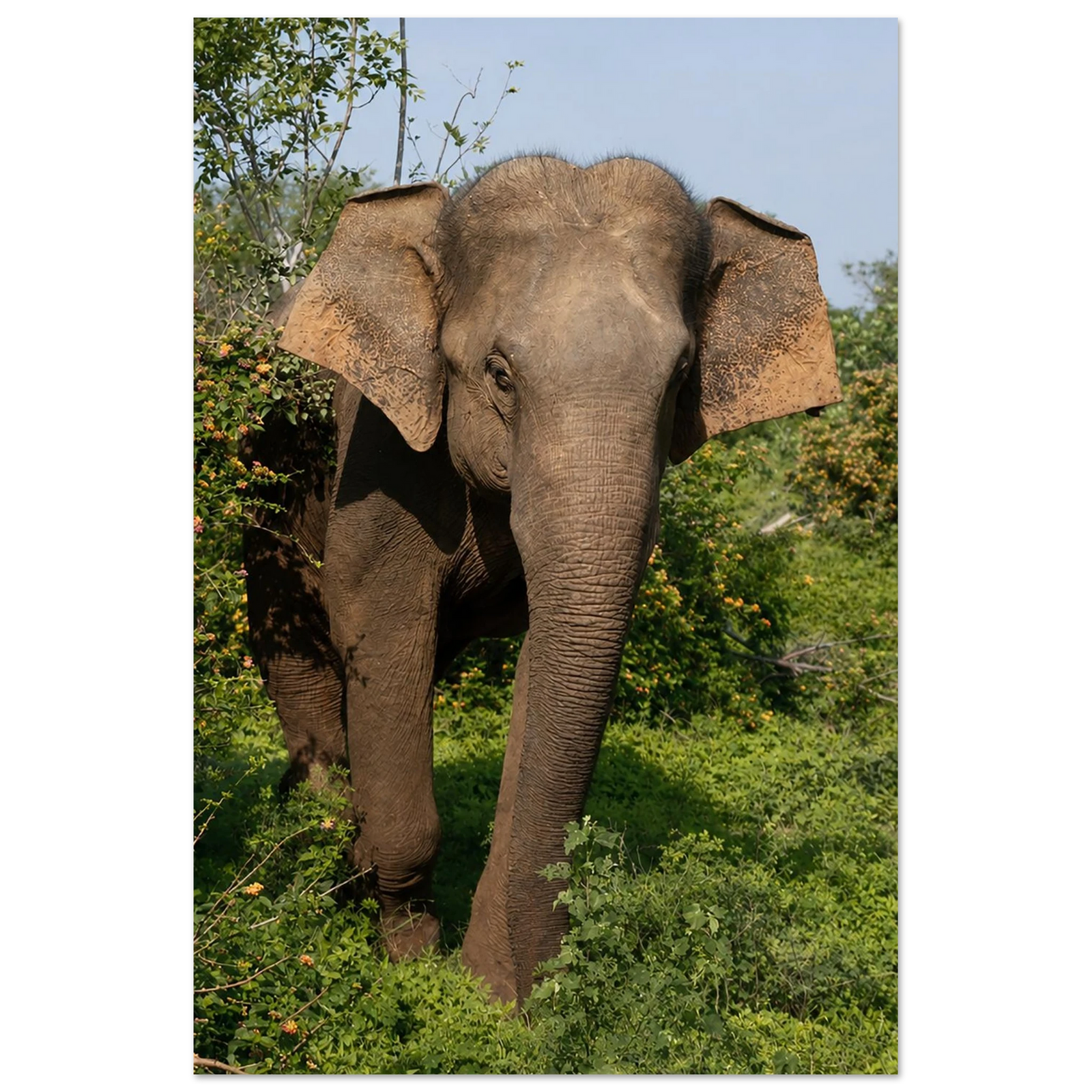 Shy Elephant in the Flowers by Robert Moss – Fine Art Photography Print