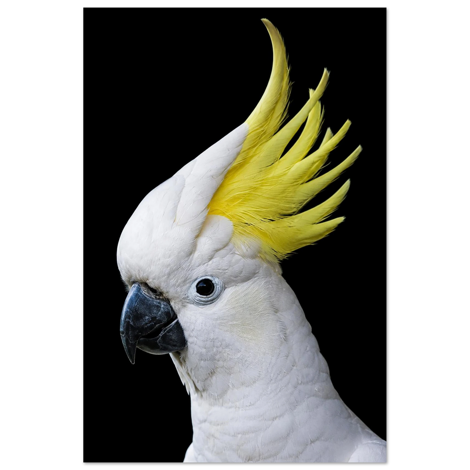 Cockatoo