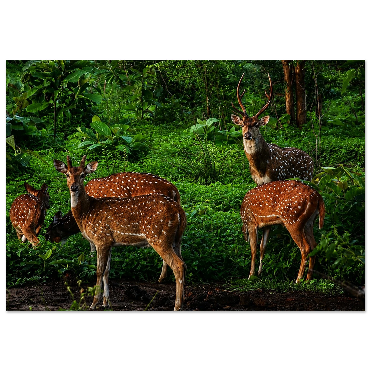 Sri Lankan Axis Deer by Robert Moss – Fine Art Photography Print