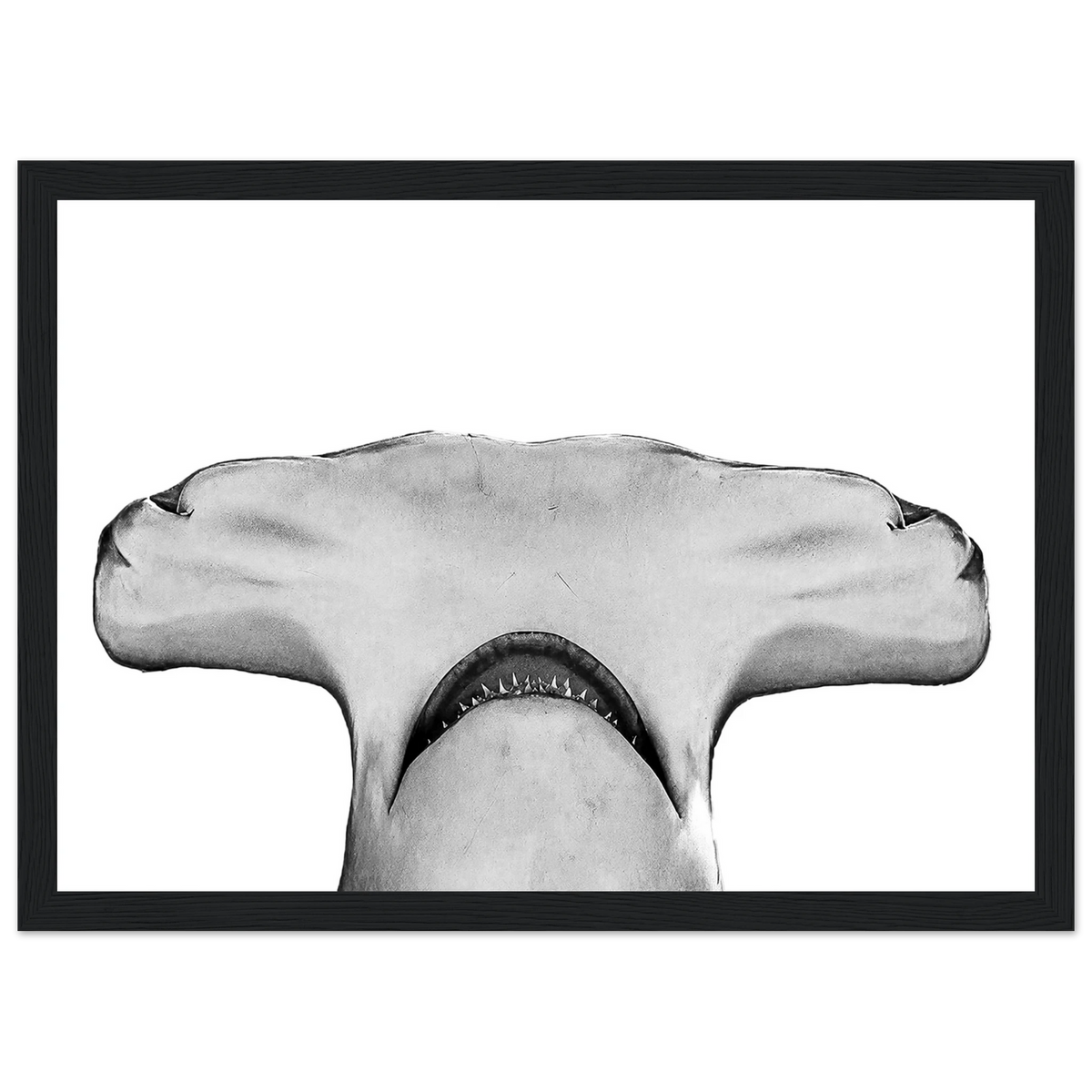 Hammerhead Shark Framed Poster – Fine Art Photography Print