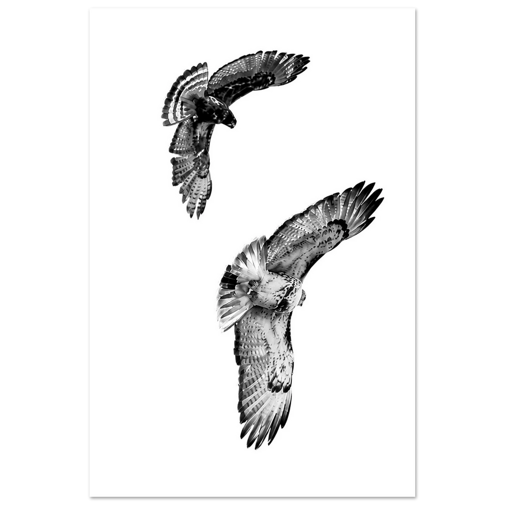 Hawks in Flight by Robert Moss – Fine Art Photography Print