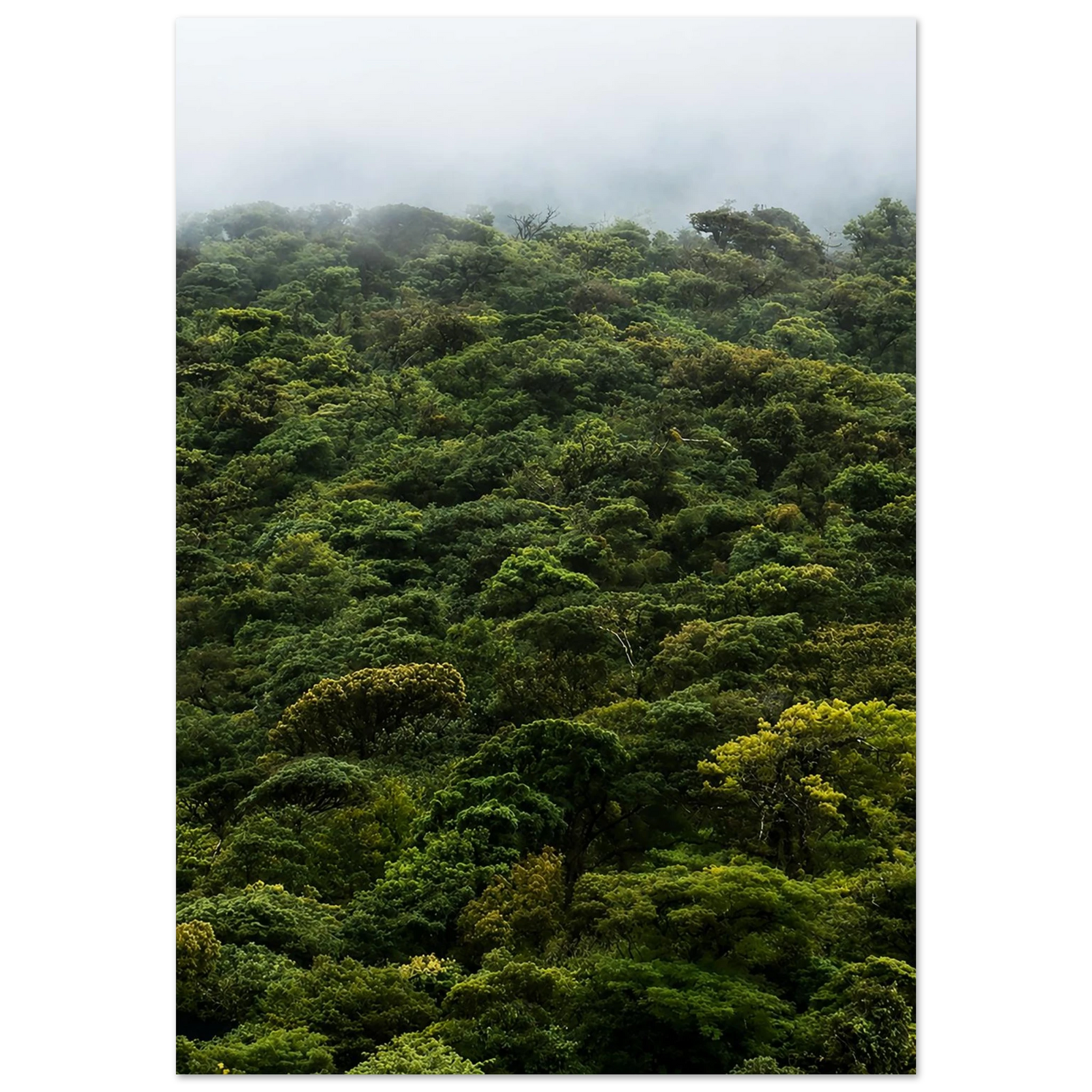 Costa Rica Rainforest Canopy Mountain Landscape by Robert Moss – Fine Art Photography Print