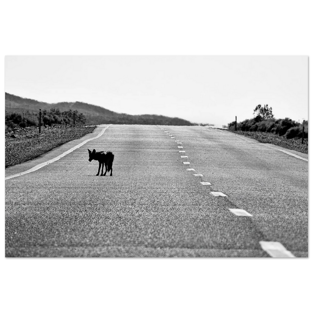 Lone Coyote California Highway by Robert Moss – Fine Art Photography Print