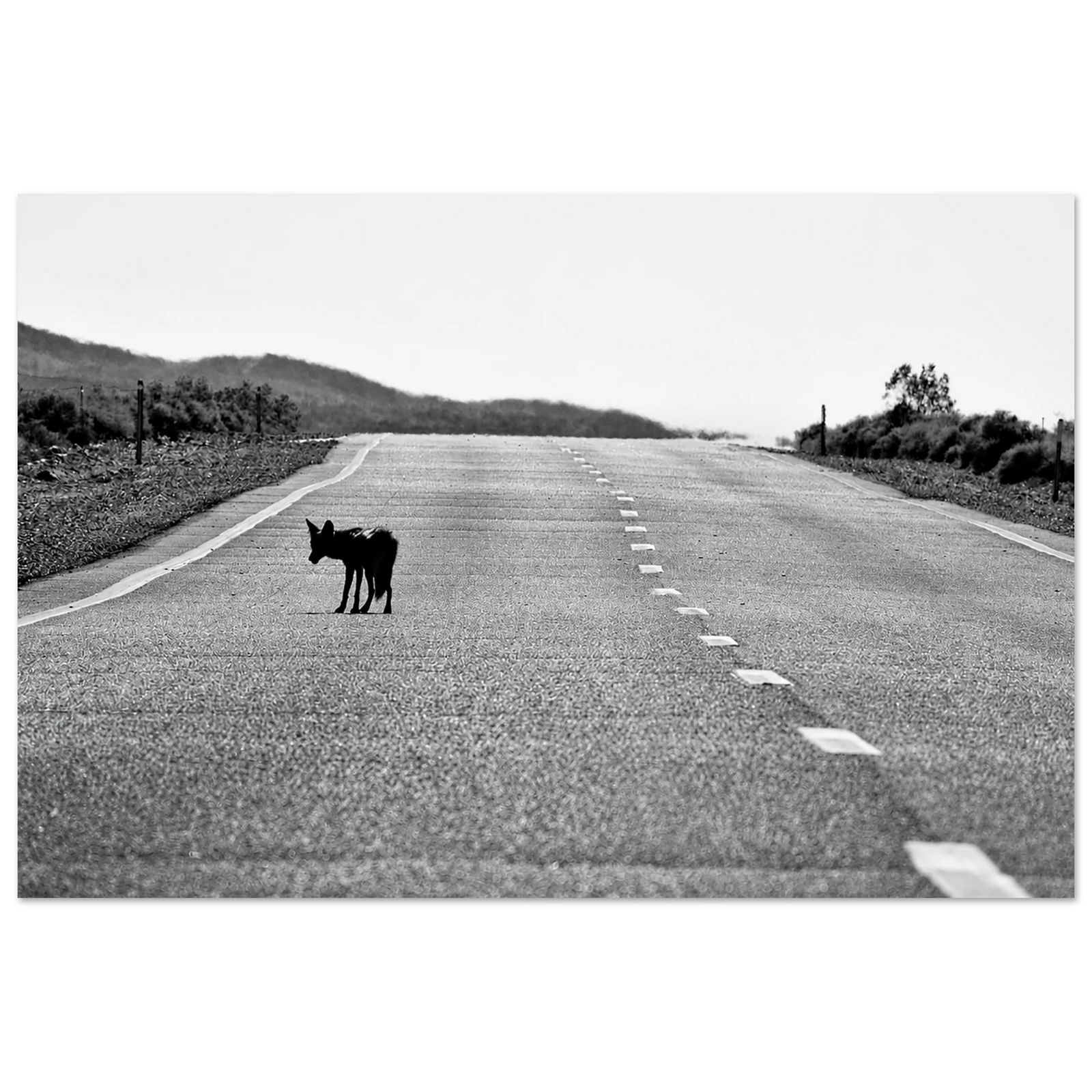 Lone Coyote California Highway by Robert Moss – Fine Art Photography Print