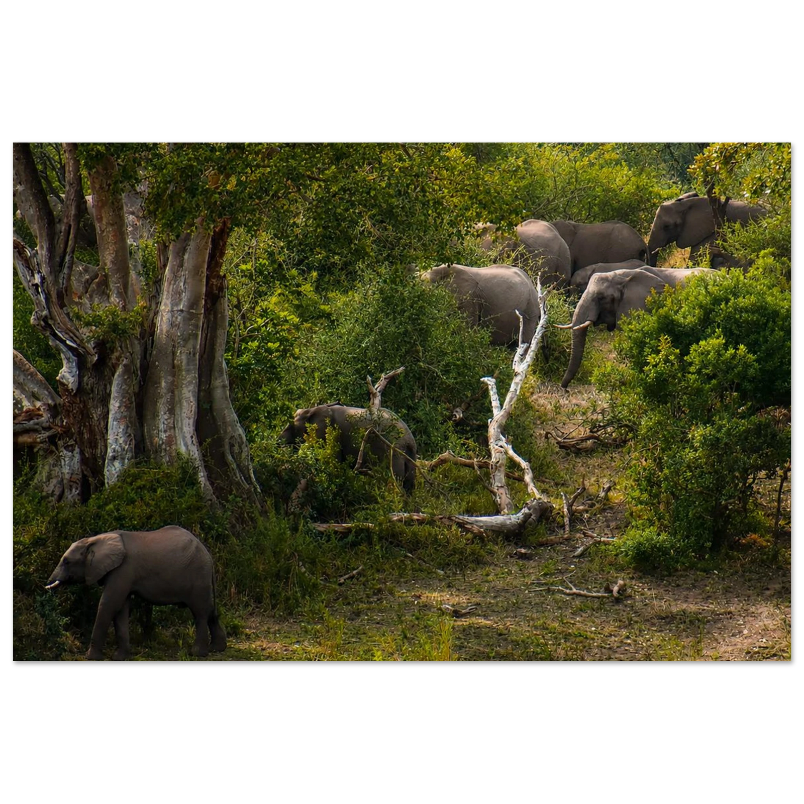 Elephant