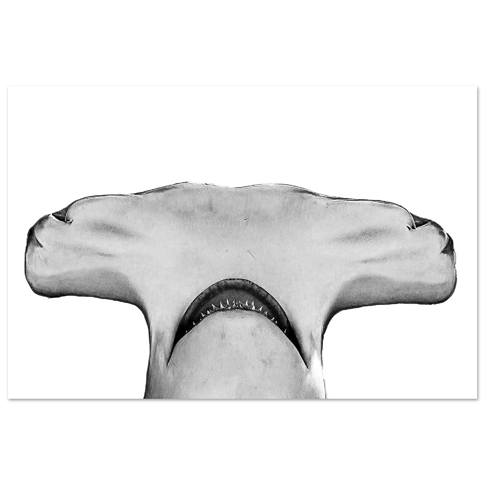 Great Hammerhead Shark by Robert Moss – Fine Art Photography Print