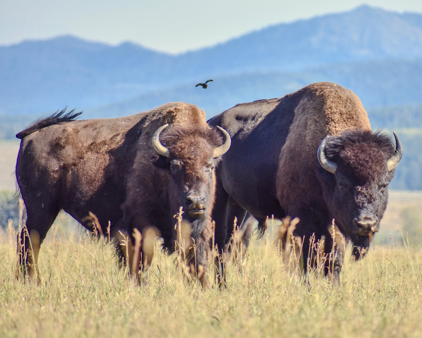🦬 Hanging On in the Tetons: The Story of the American Bison MOSS