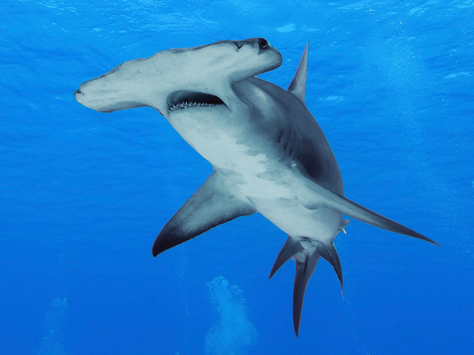 Shark Importance, How Moss Apparel Helps