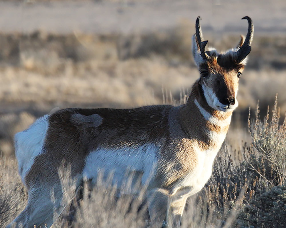Pronghorn Conservation in the United States, How Moss Apparel Helps