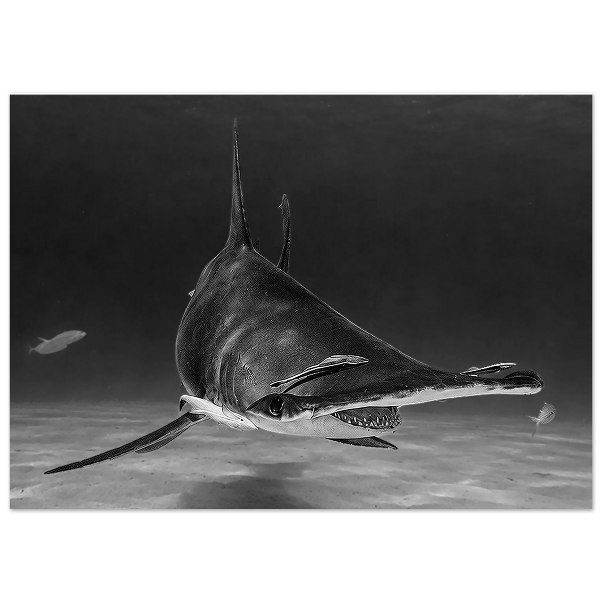 Great Hammerhead Shark Aluminum Wall Art - Conservation Edition by Robert Moss – Fine Art Photography Print