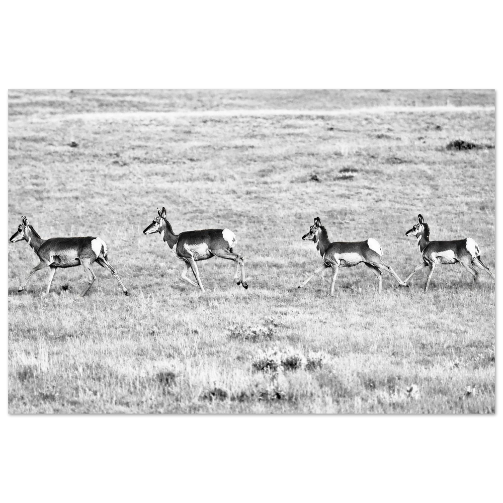 Pronghorn on the Run by Robert Moss – Fine Art Photography Print