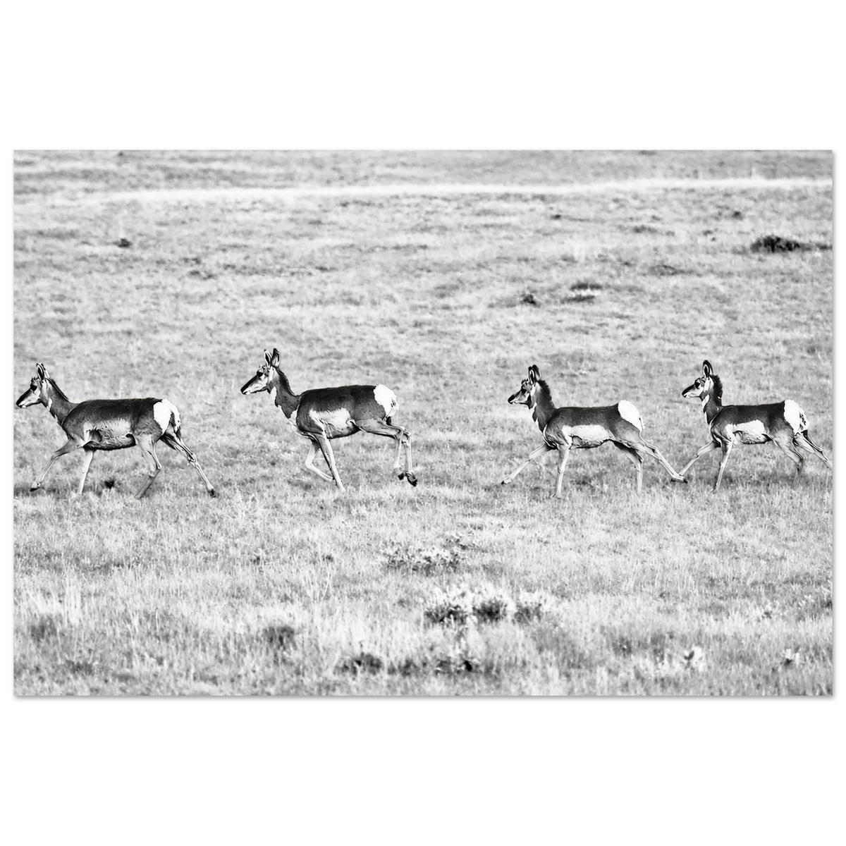 Pronghorn on the Run by Robert Moss – Fine Art Photography Print