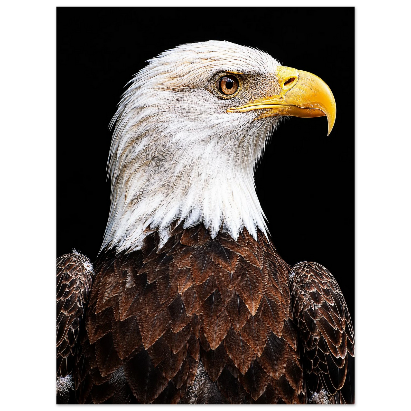 Bald Eagle by Robert Moss – Fine Art Photography Print