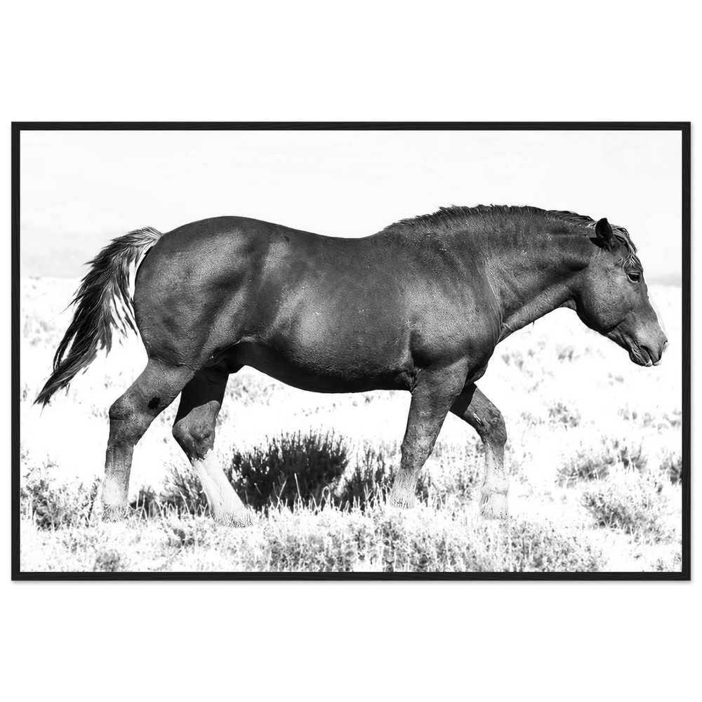 Wild Mustang by Robert Moss – Fine Art Photography Print