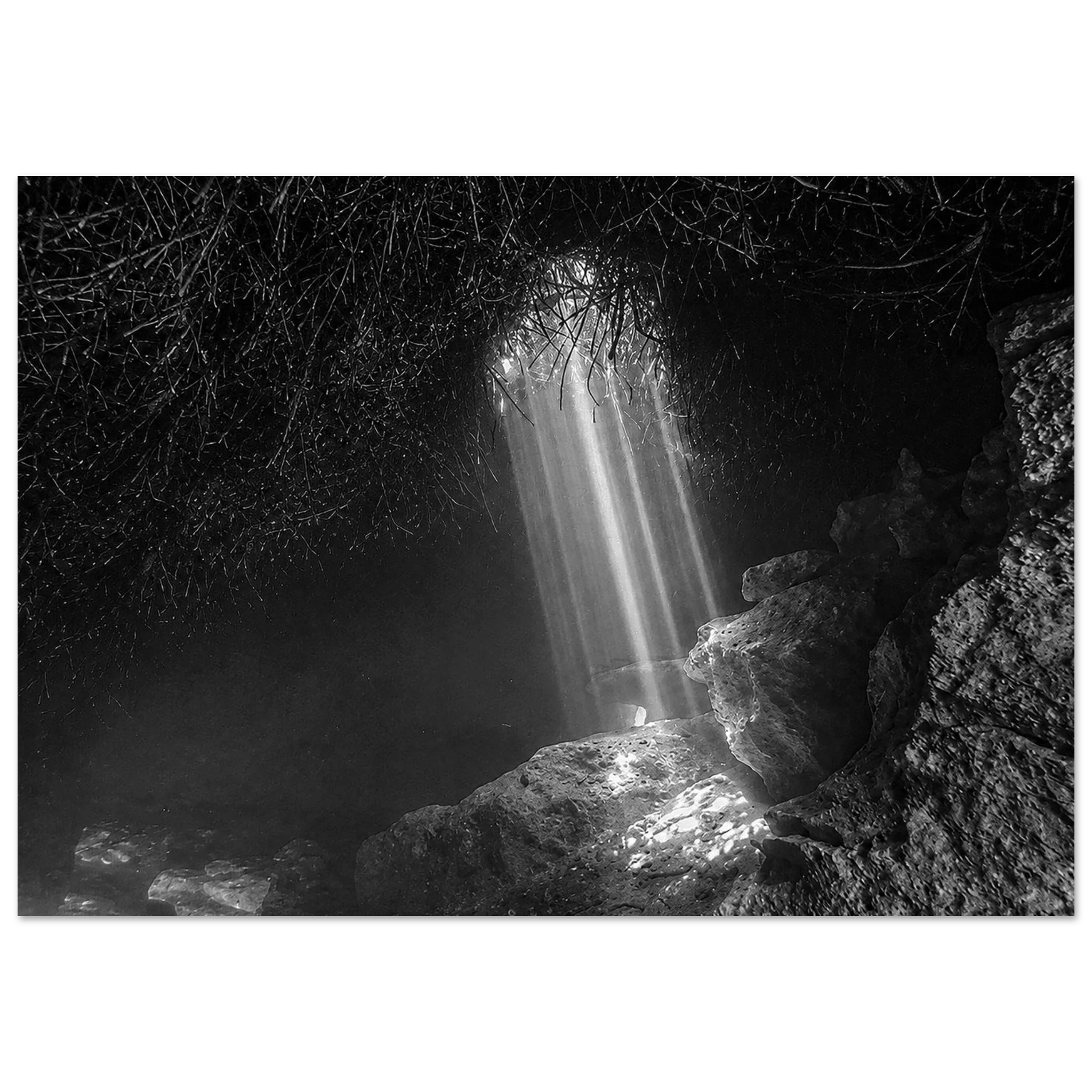 Under the Mangroves Black & White by Robert Moss – Fine Art Photography Print