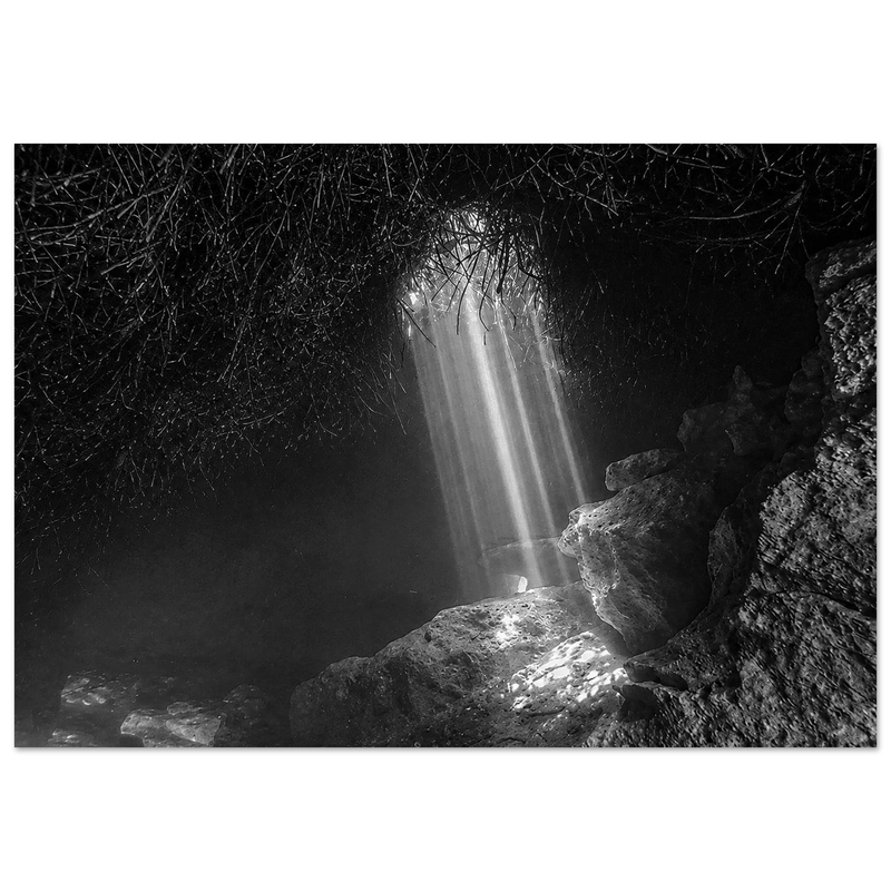 Under the Mangroves Black & White Aluminum Wall Art by Robert Moss – Fine Art Photography Print