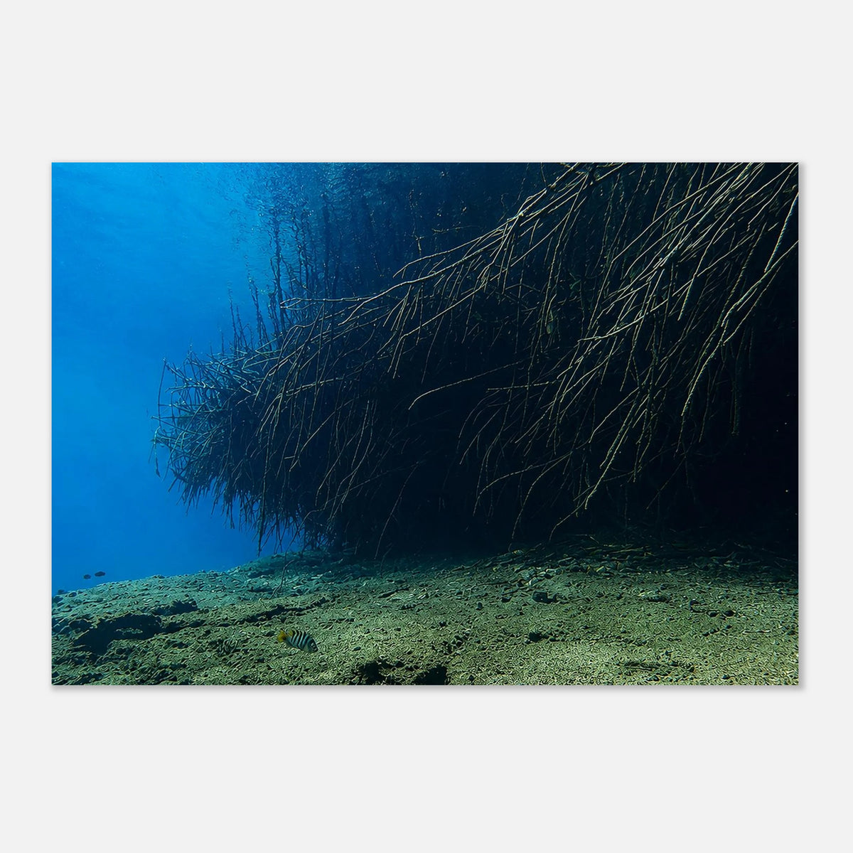 Underwater World of Mangroves by Robert Moss – Fine Art Photography Print