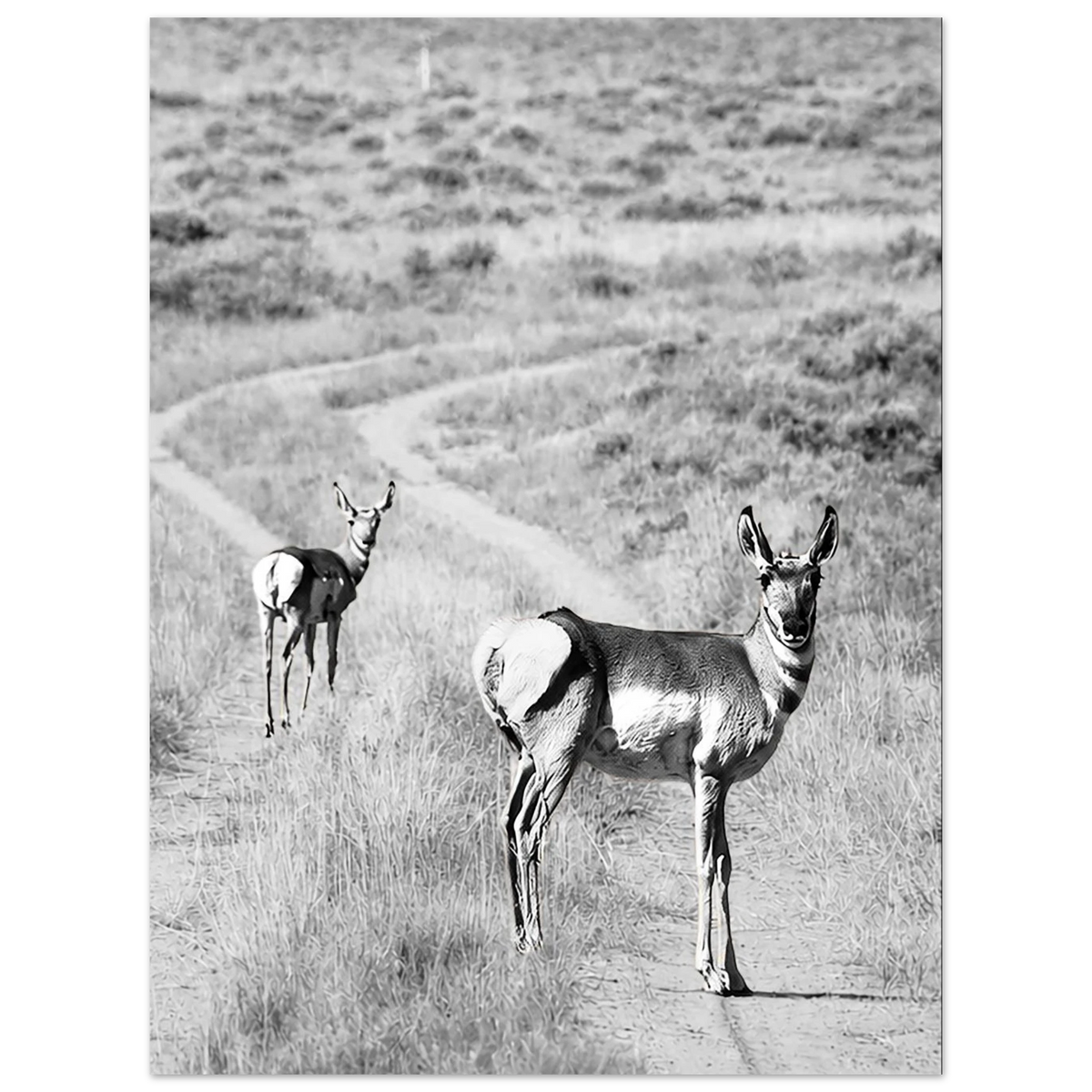 Pronghorn in Wyoming by Robert Moss – Fine Art Photography Print