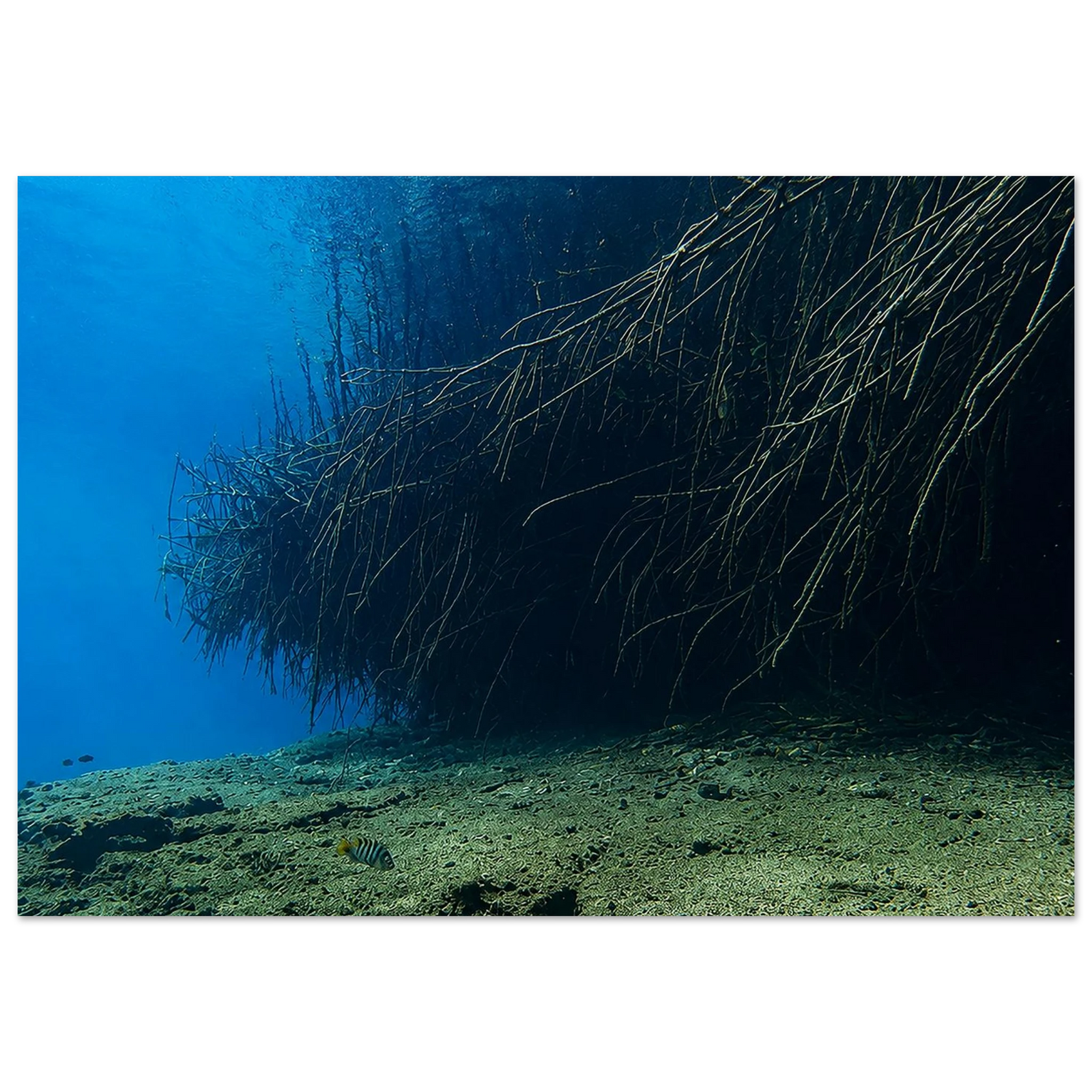 Underwater World of Mangroves by Robert Moss – Fine Art Photography Print