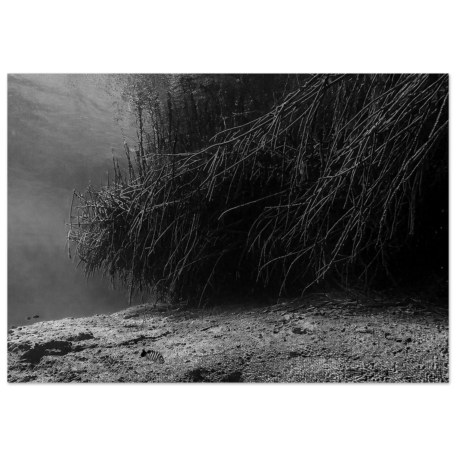 Underwater World of Mangroves Aluminum Print – Wildlife Photography by Robert Moss