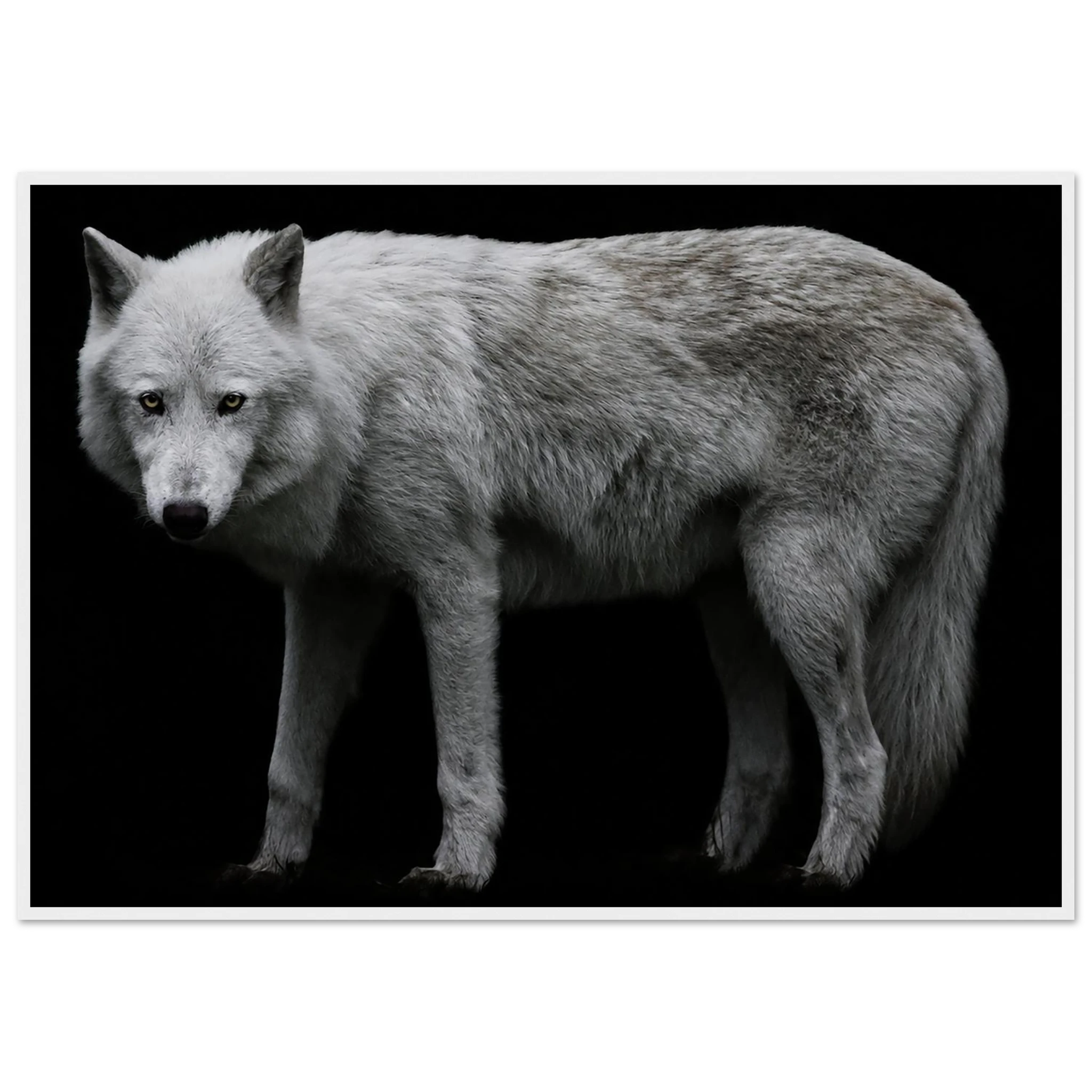 Gray Wolf by Robert Moss – Fine Art Photography Print