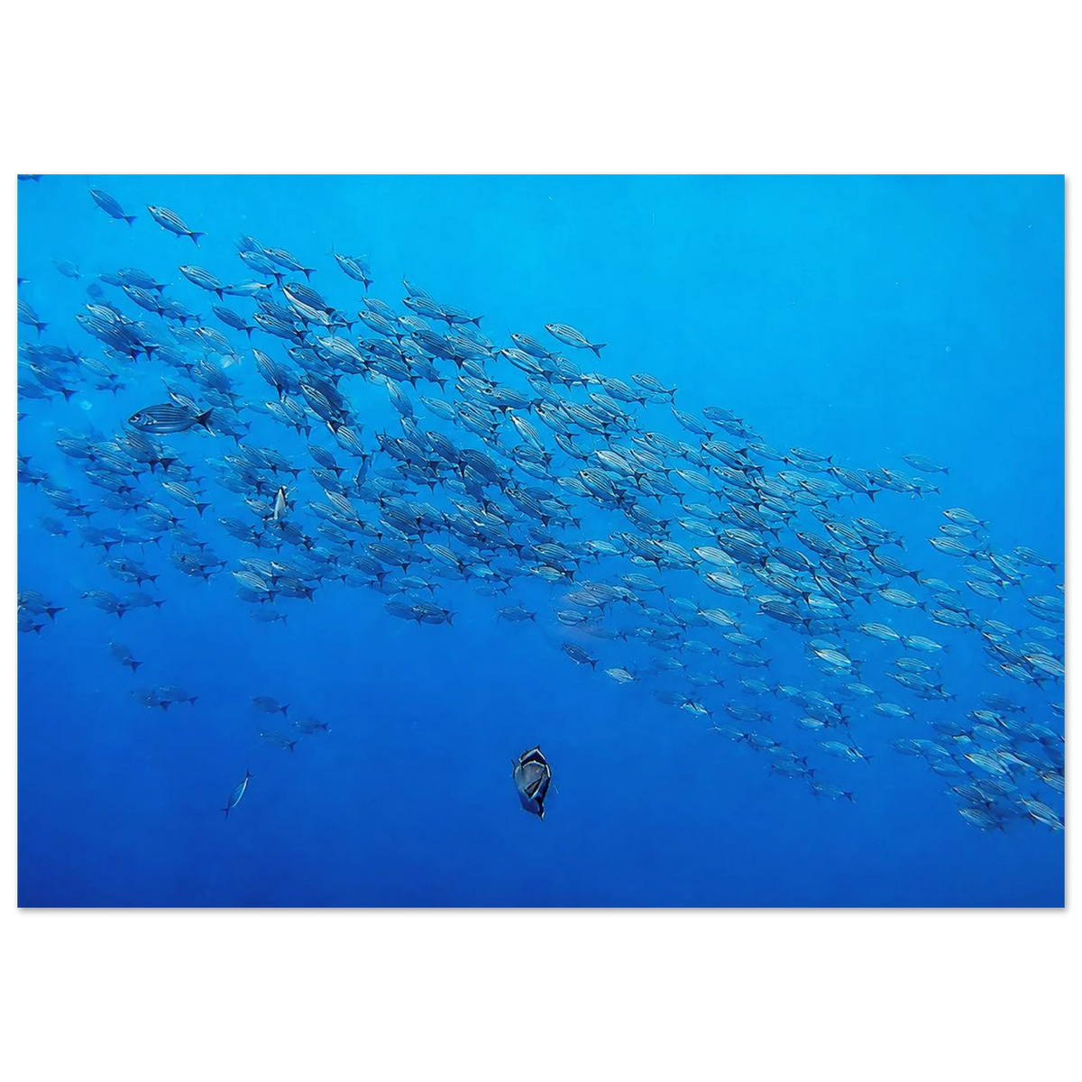 School of Fish Underwater by Robert Moss – Fine Art Photography Print