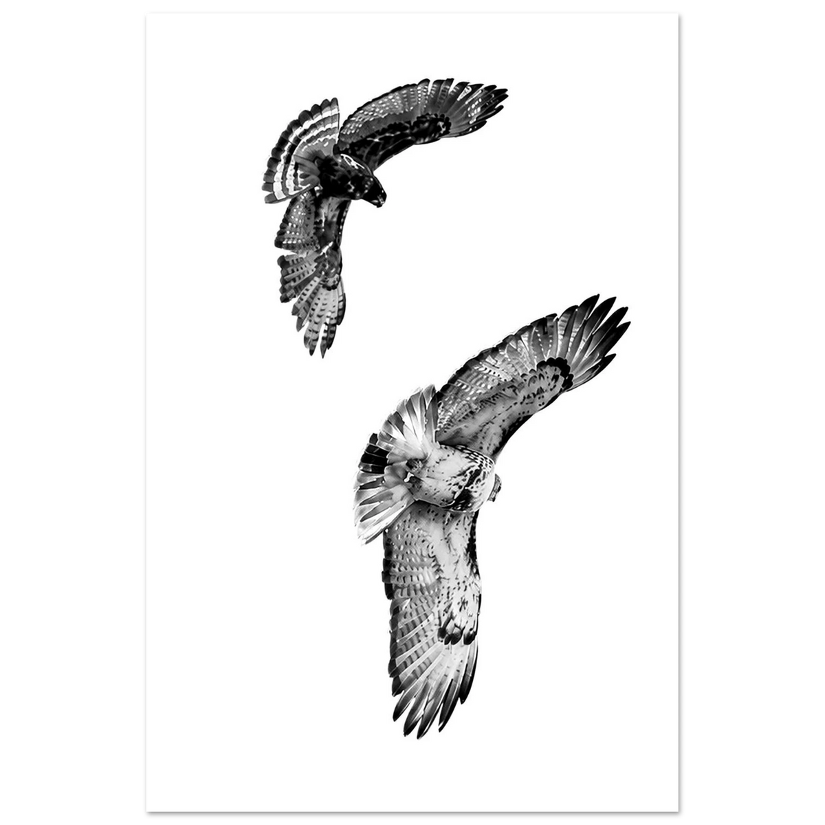 Hawks in Flight by Robert Moss – Fine Art Photography Print