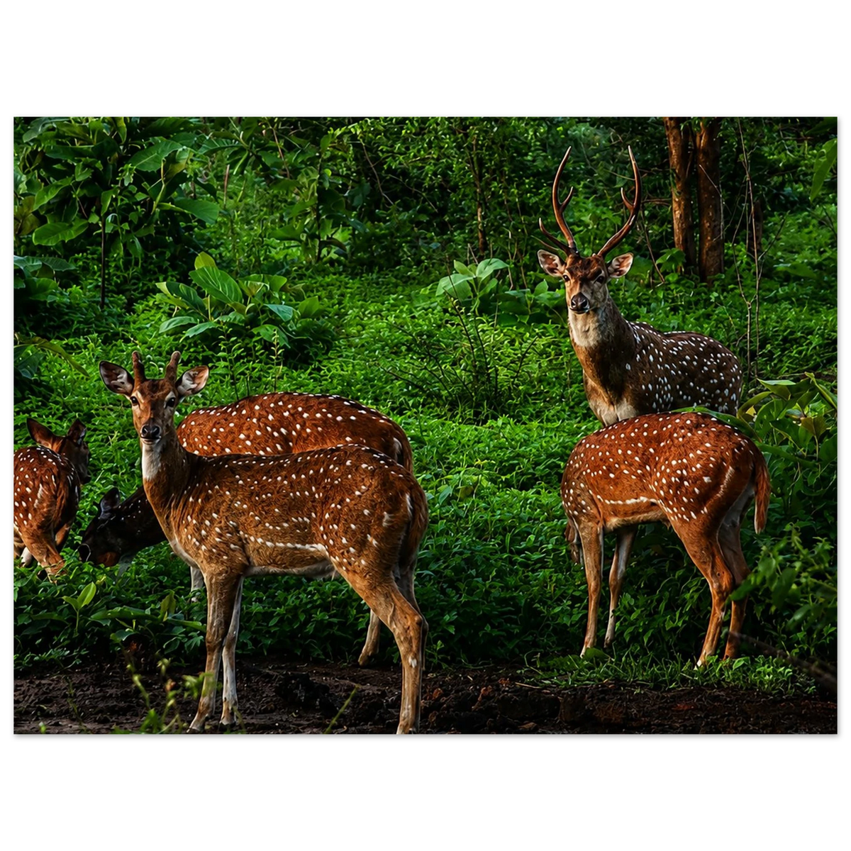 Sri Lankan Axis Deer by Robert Moss – Fine Art Photography Print