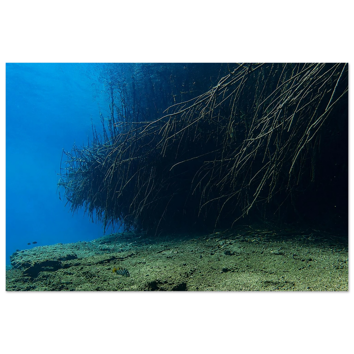 Underwater World of Mangroves by Robert Moss – Fine Art Photography Print