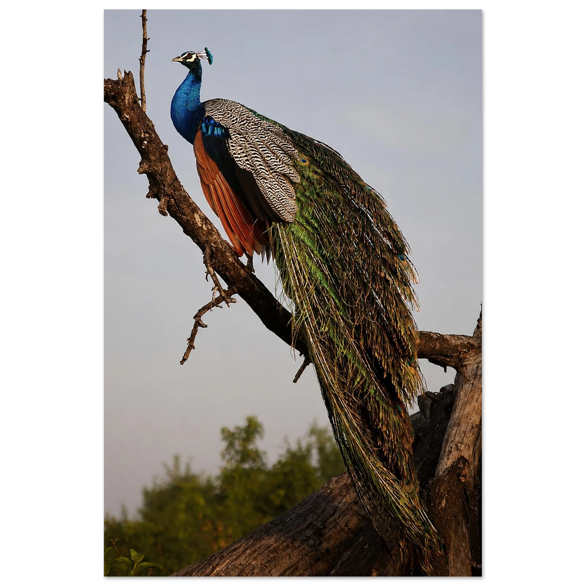 Perched Peacock by Robert Moss – Fine Art Photography Print
