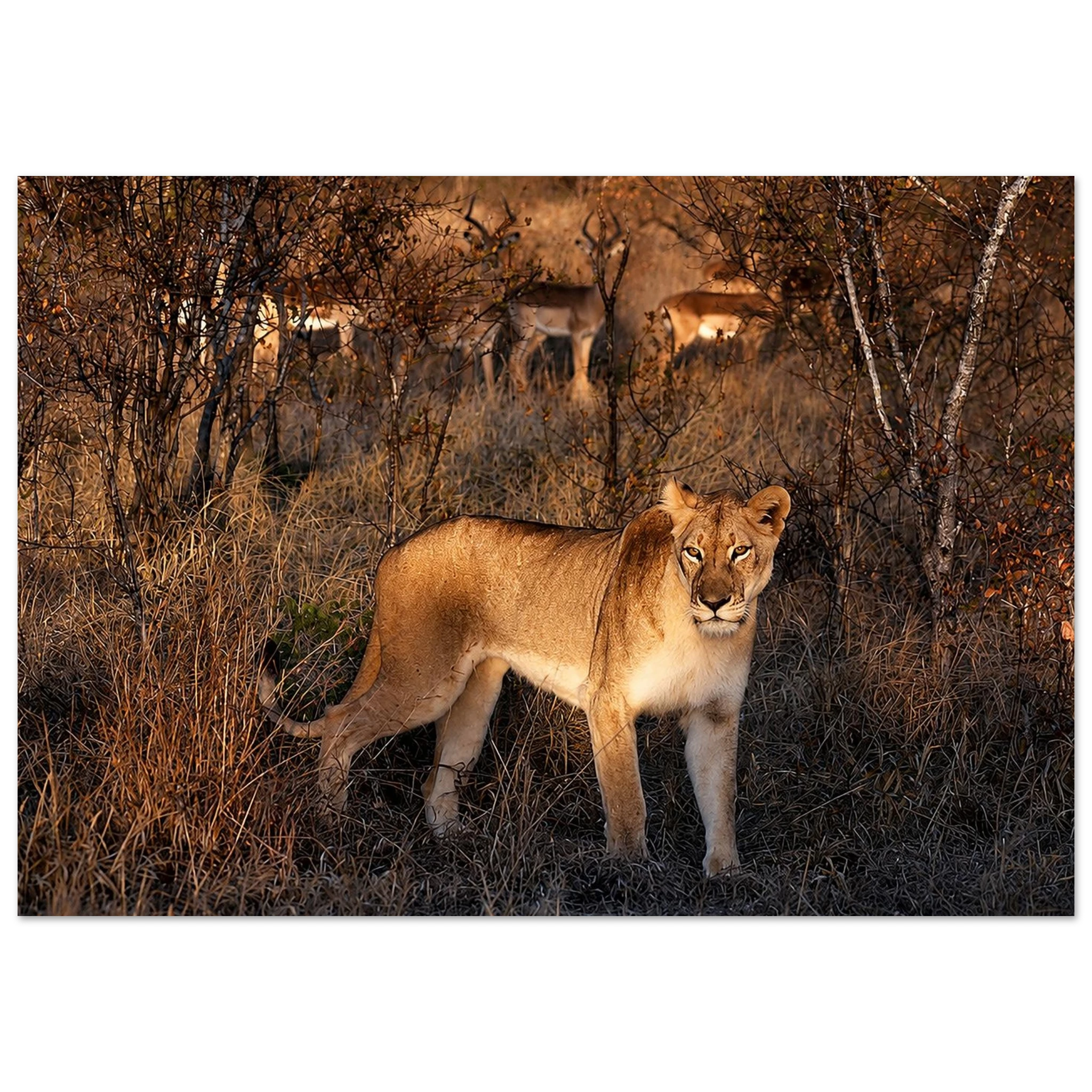 Lioness on the Hunt – Wildlife Apparel by Moss Apparel