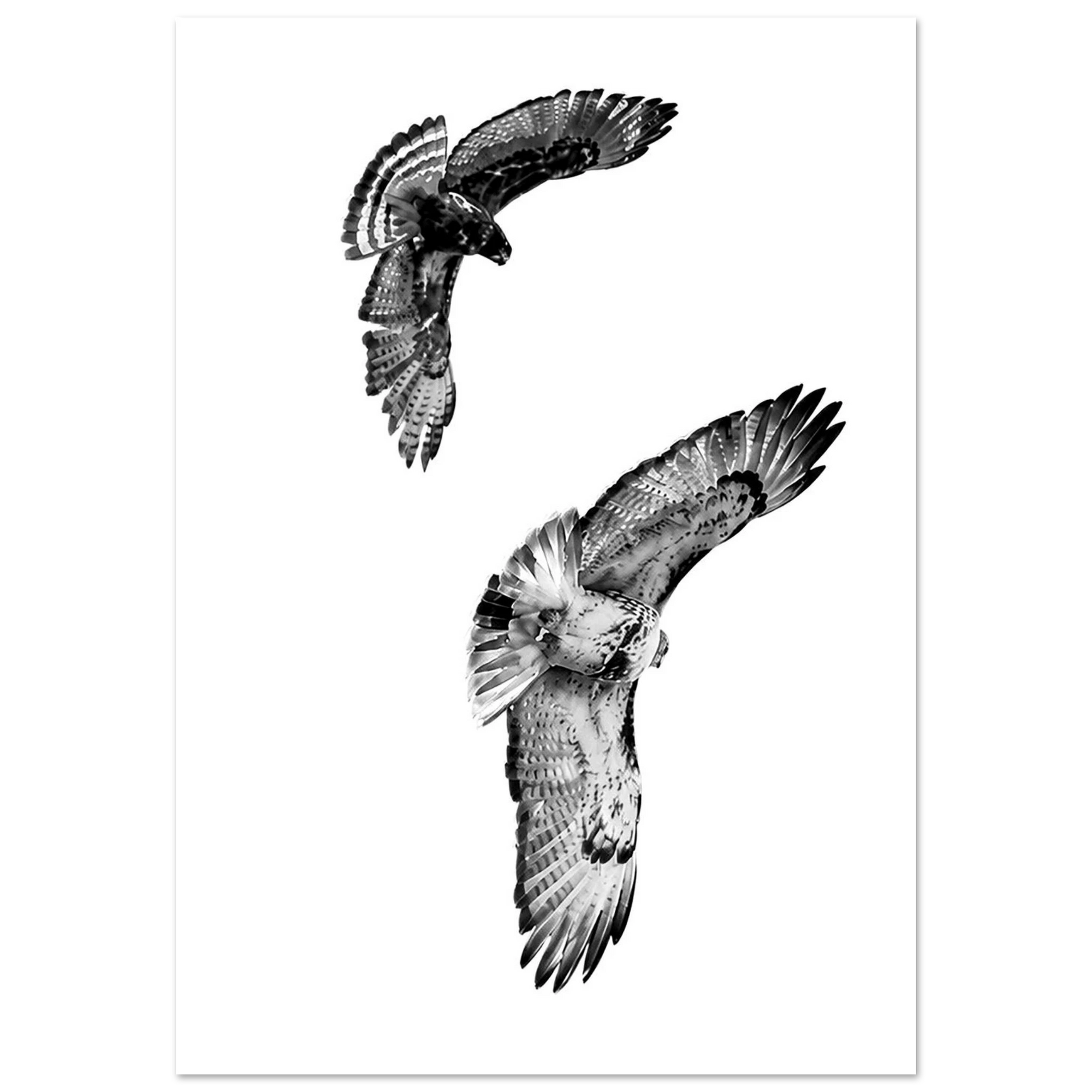 Hawks in Flight by Robert Moss – Fine Art Photography Print