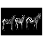 46d92bc9-2e98-444e-9787-42793c117589