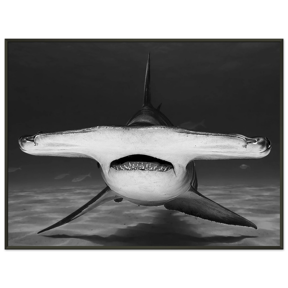 Great Hammerhead by Robert Moss – Fine Art Photography Print