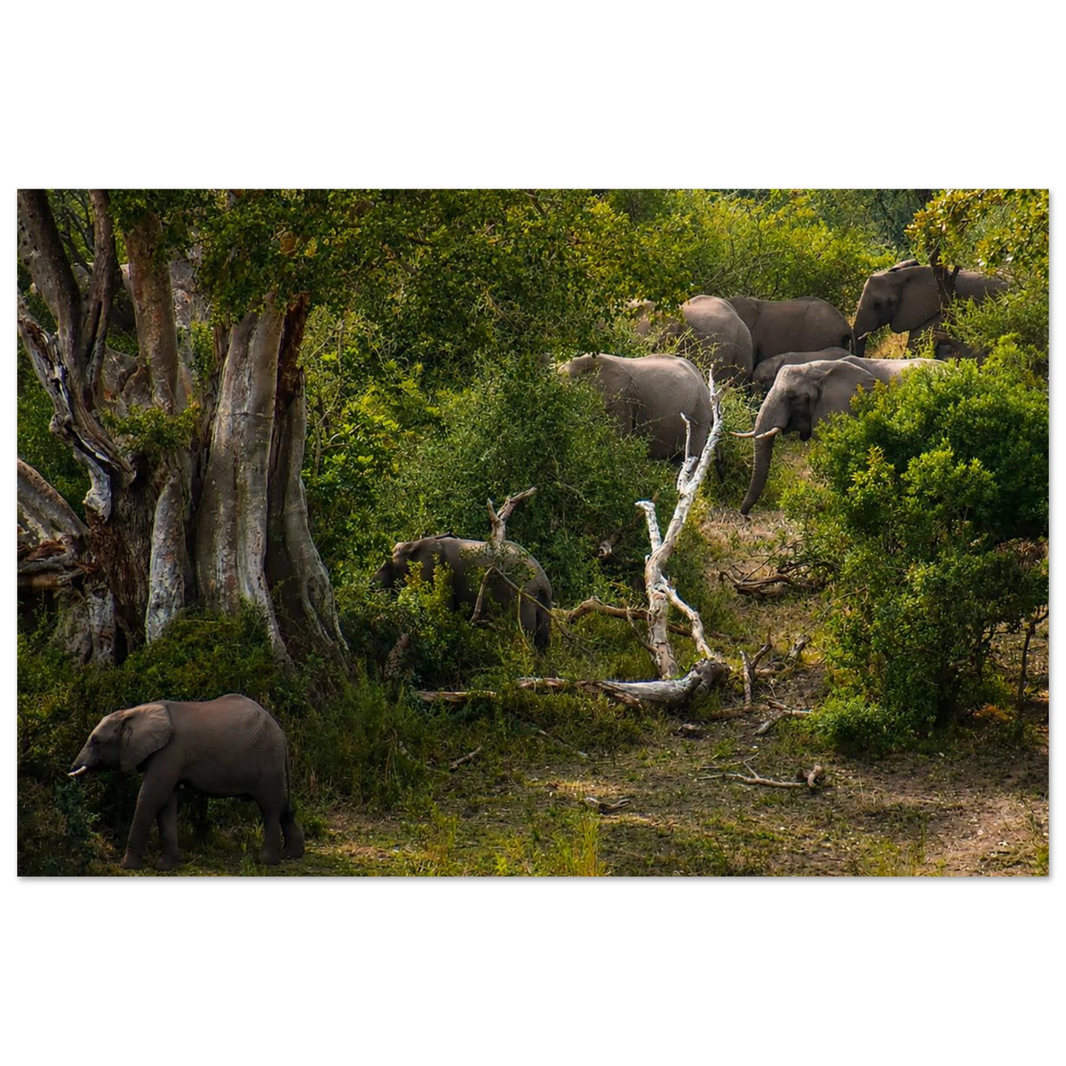Elephant's March by Robert Moss – Fine Art Photography Print