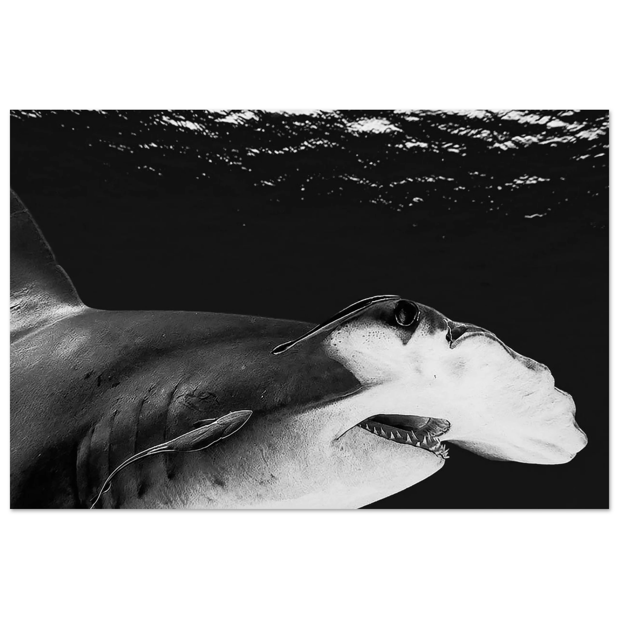 Shark by Robert Moss – Fine Art Photography Print