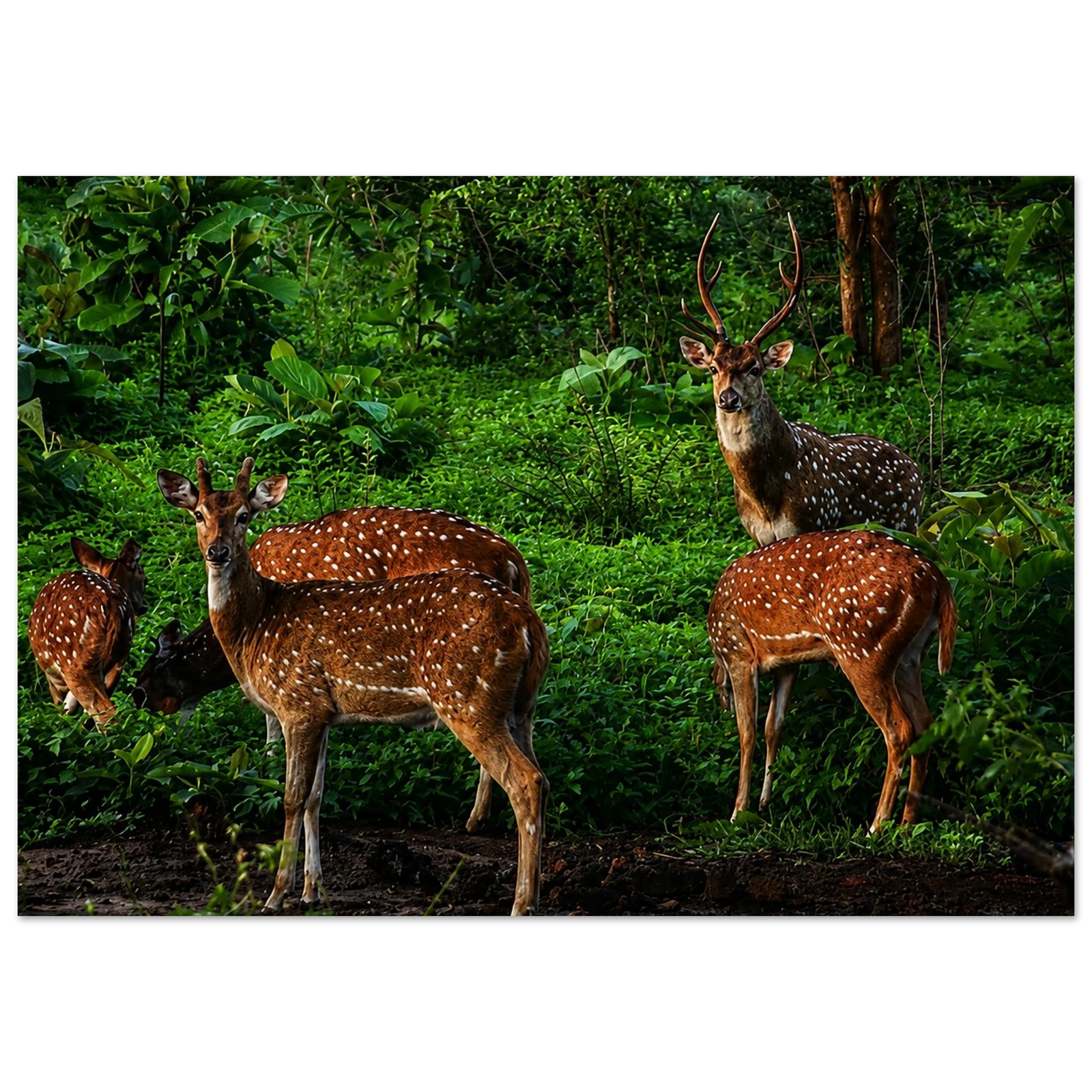 Sri Lankan Axis Deer Aluminum Print – Wildlife Apparel by Moss Apparel
