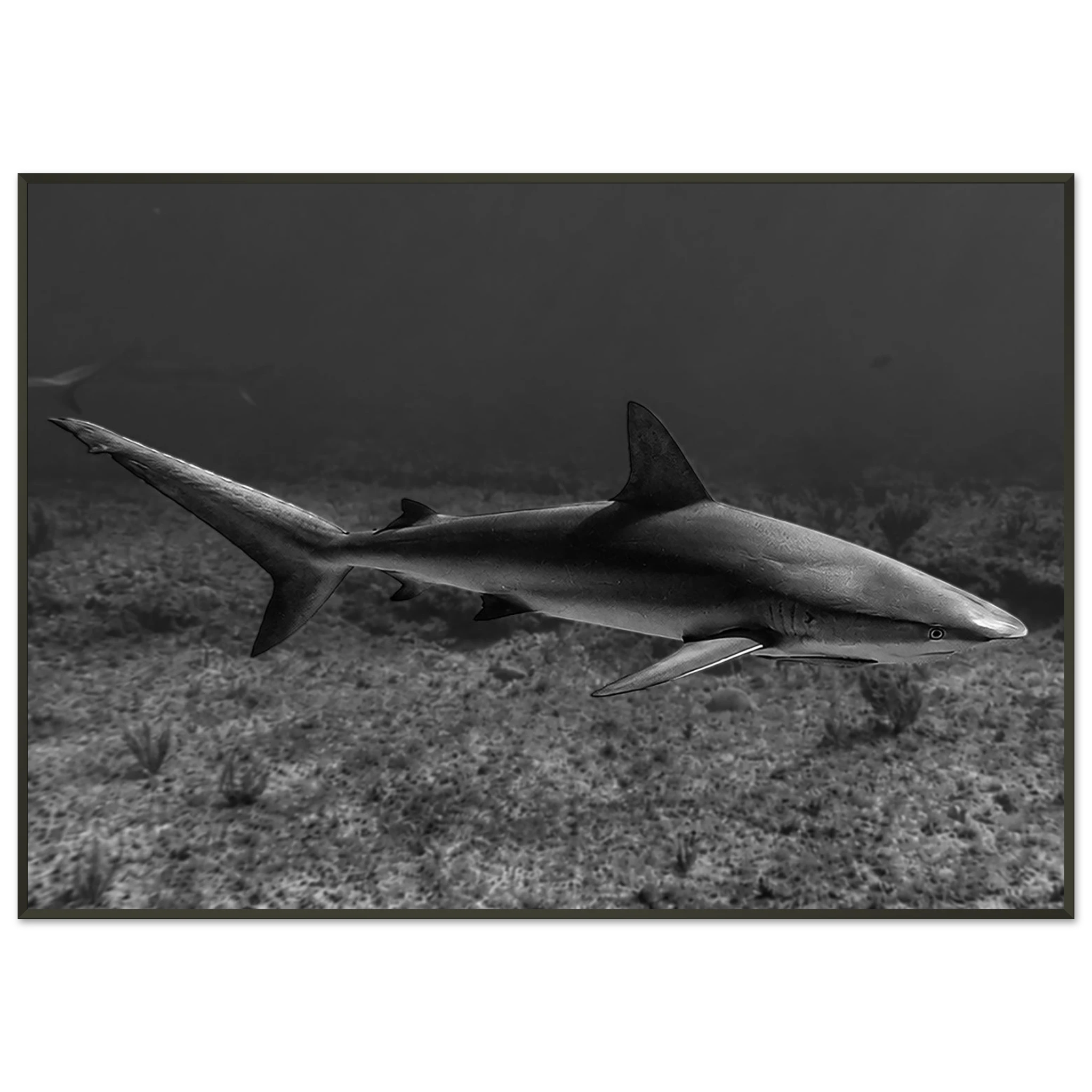 Caribbean Reef Shark Framed Poster – Wildlife Apparel by Moss Apparel