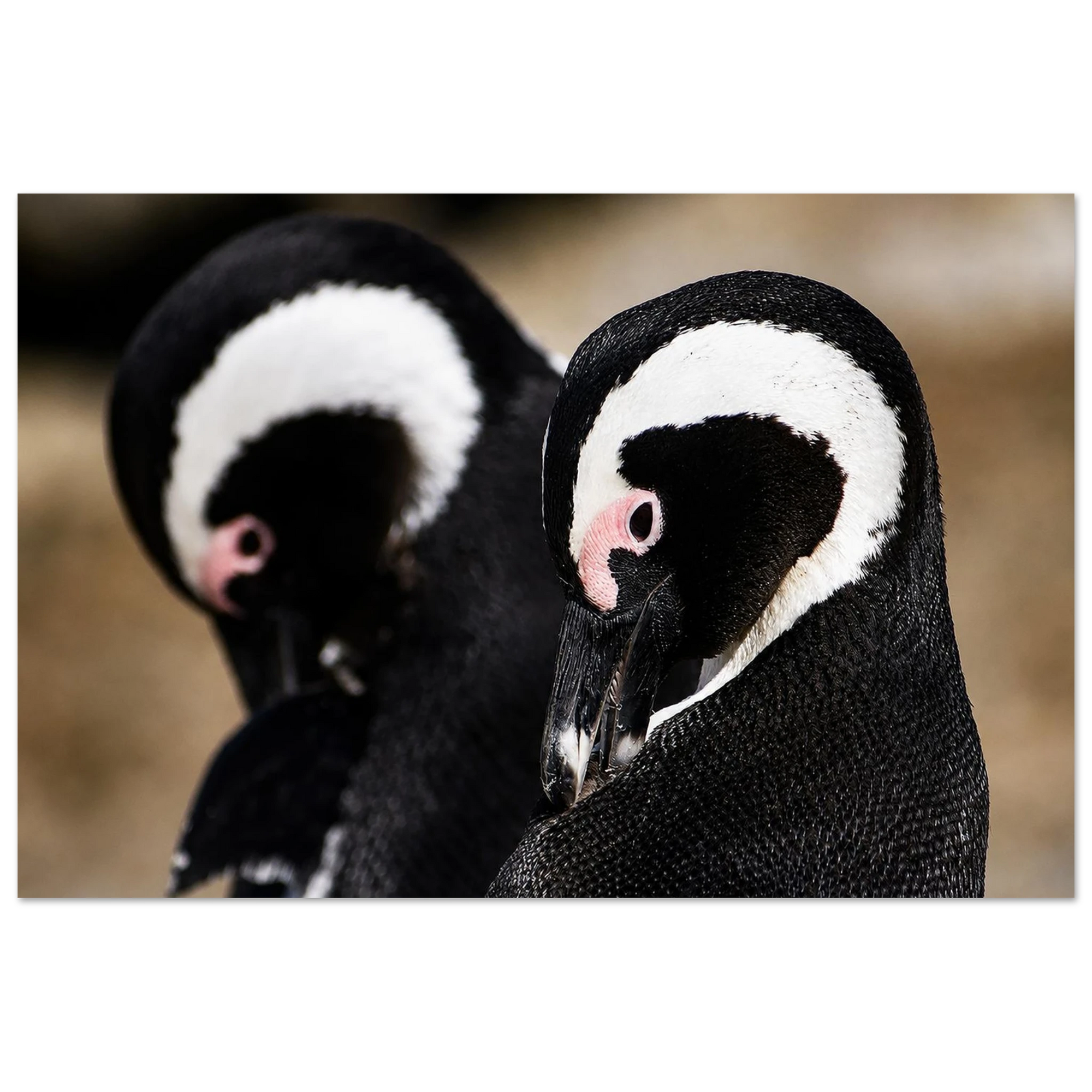 Penguins in South Africa Aluminum Print by Robert Moss – Fine Art Photography Print