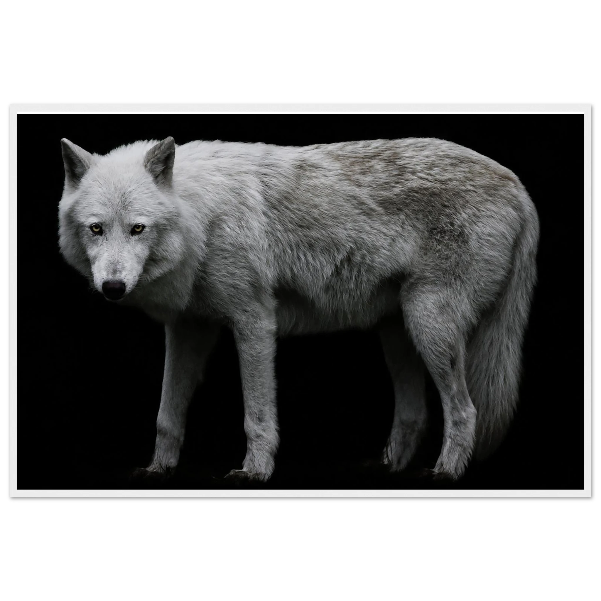 Gray Wolf Framed Poster – Wildlife Photography by Robert Moss – Fine Art Photography Print