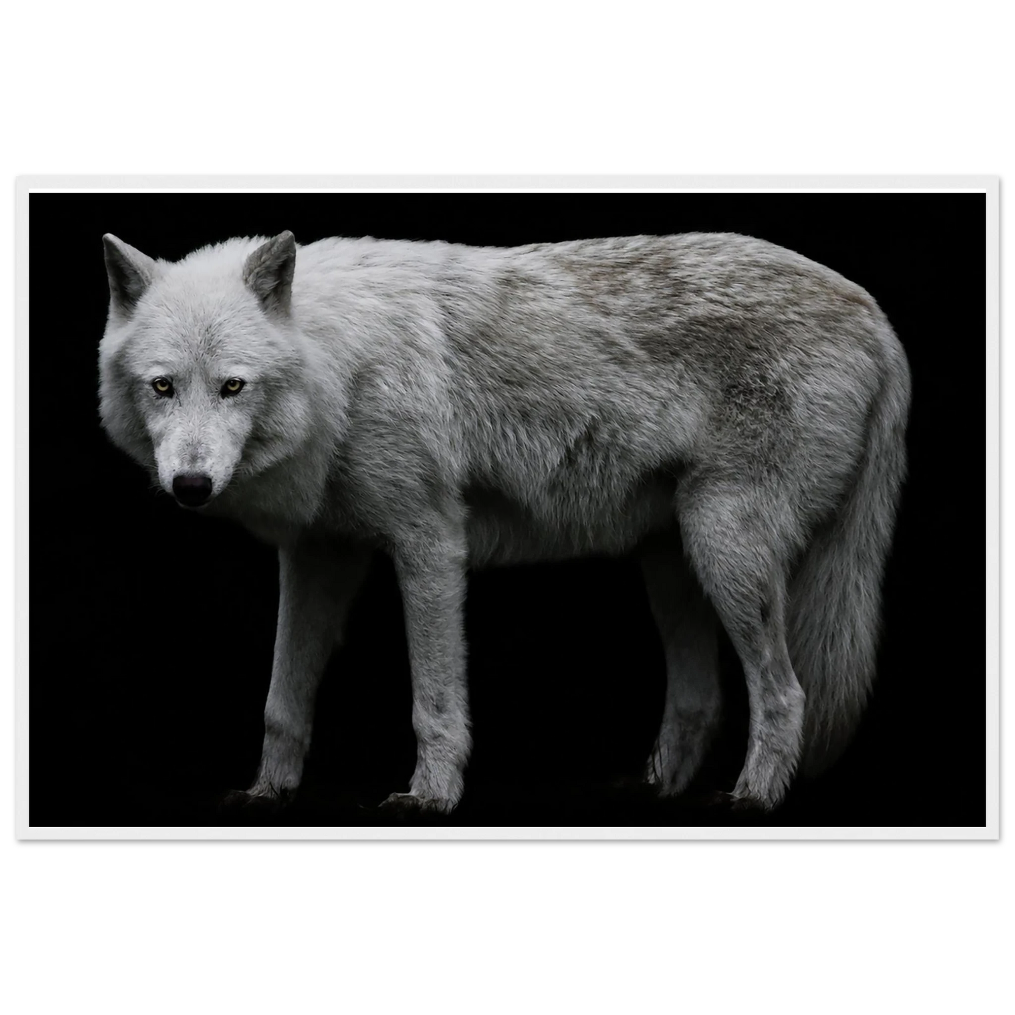 Gray Wolf Framed Poster – Wildlife Photography by Robert Moss – Fine Art Photography Print