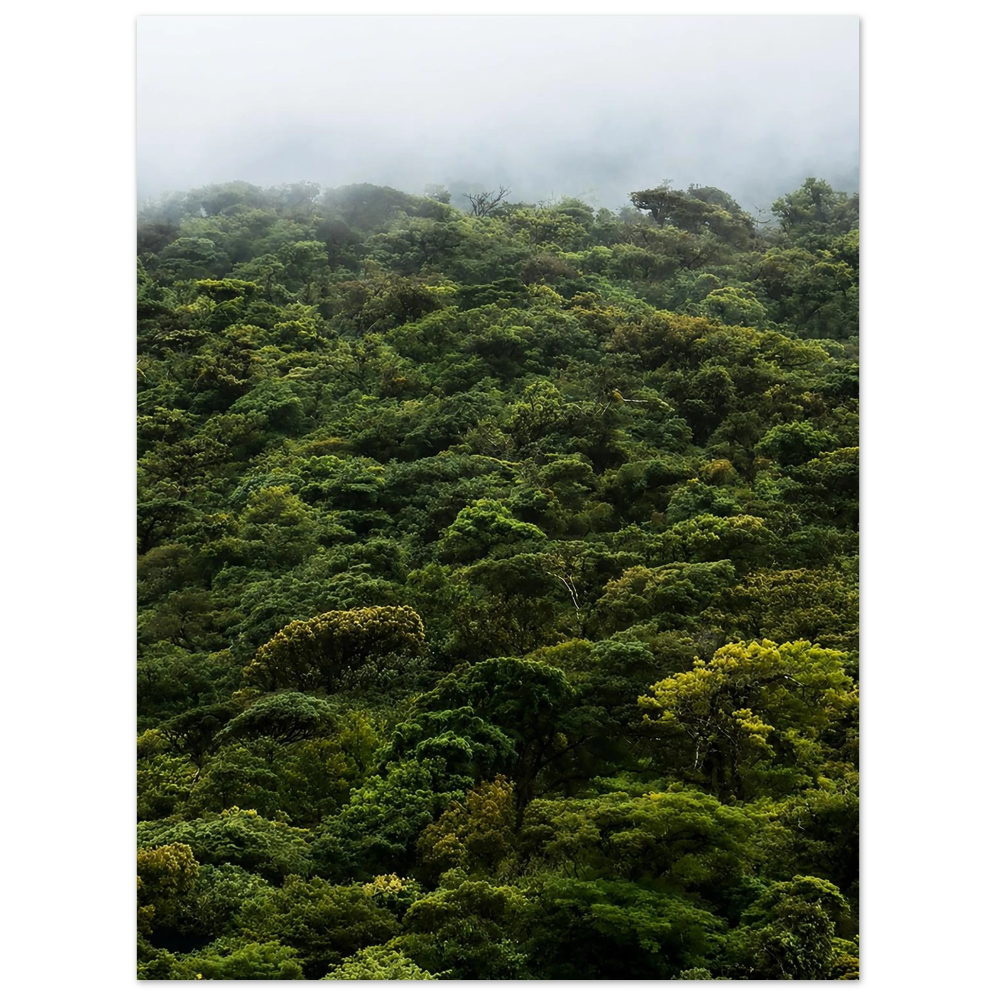 Costa Rica Rainforest Canopy Mountain Landscape by Robert Moss – Fine Art Photography Print