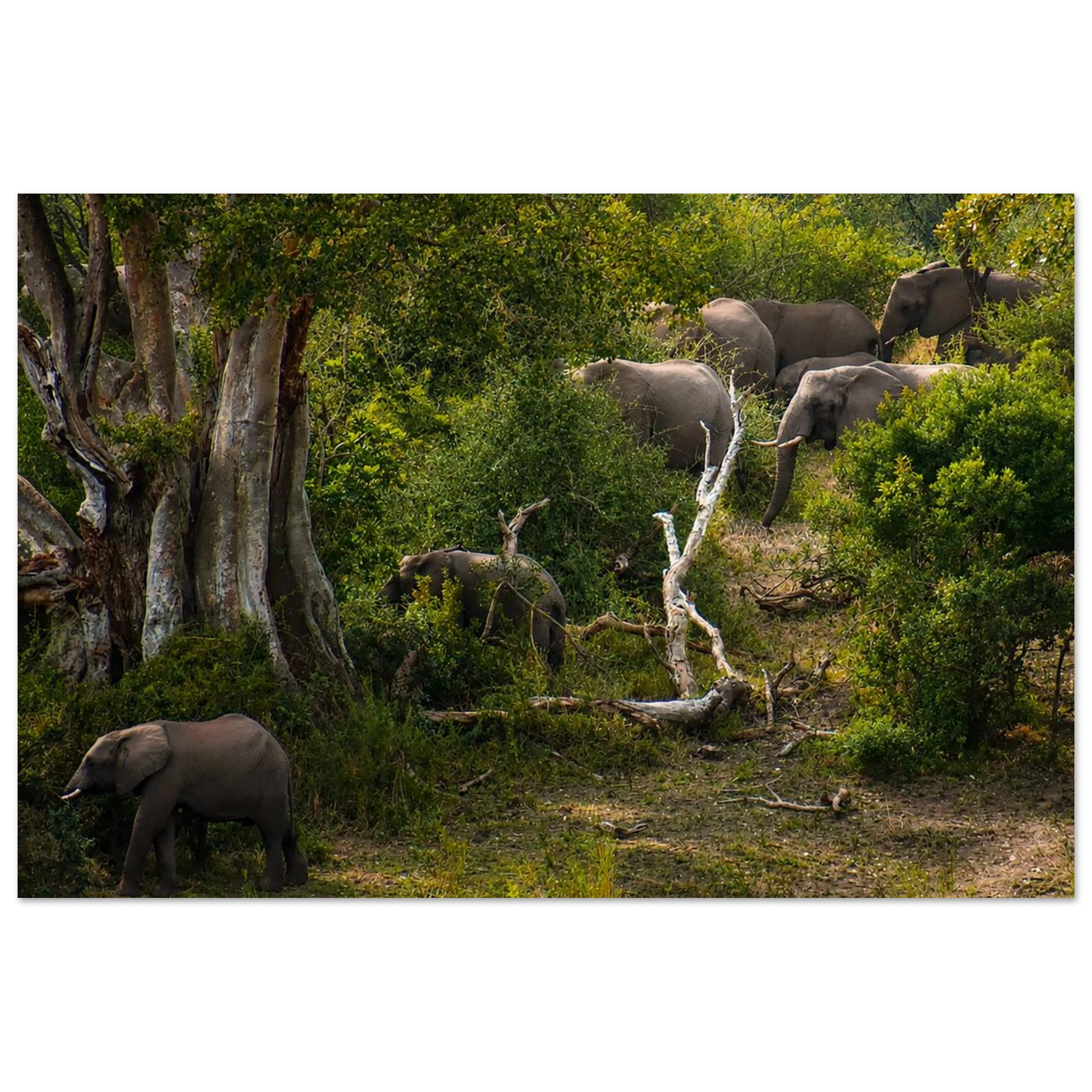 Elephant's March Aluminum Wall Art by Robert Moss – African Wildlife Fine Art Print
