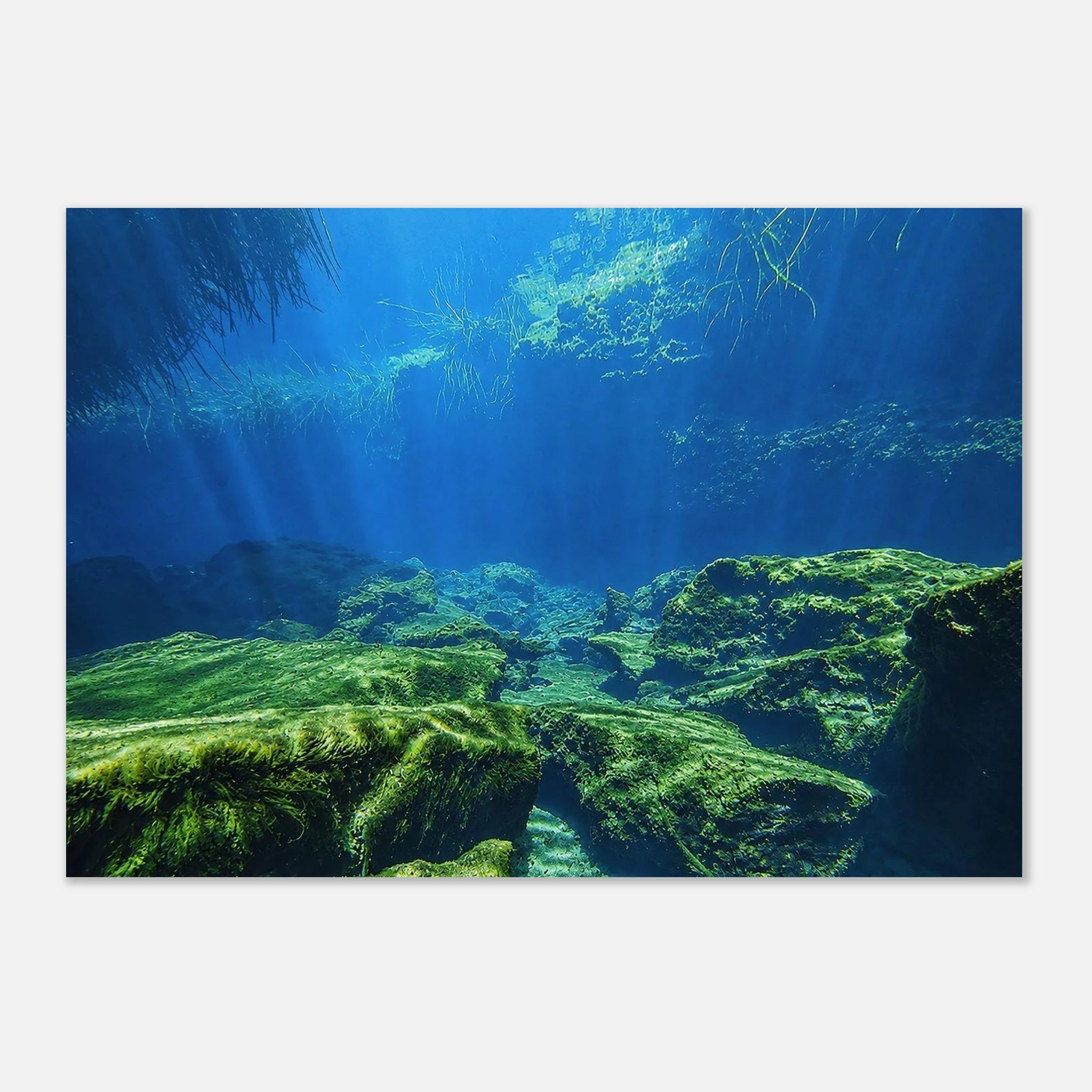 Under the Mangroves Aluminum Print | Underwater Tulum Photography by Robert Moss – Wildlife Apparel by Moss Apparel
