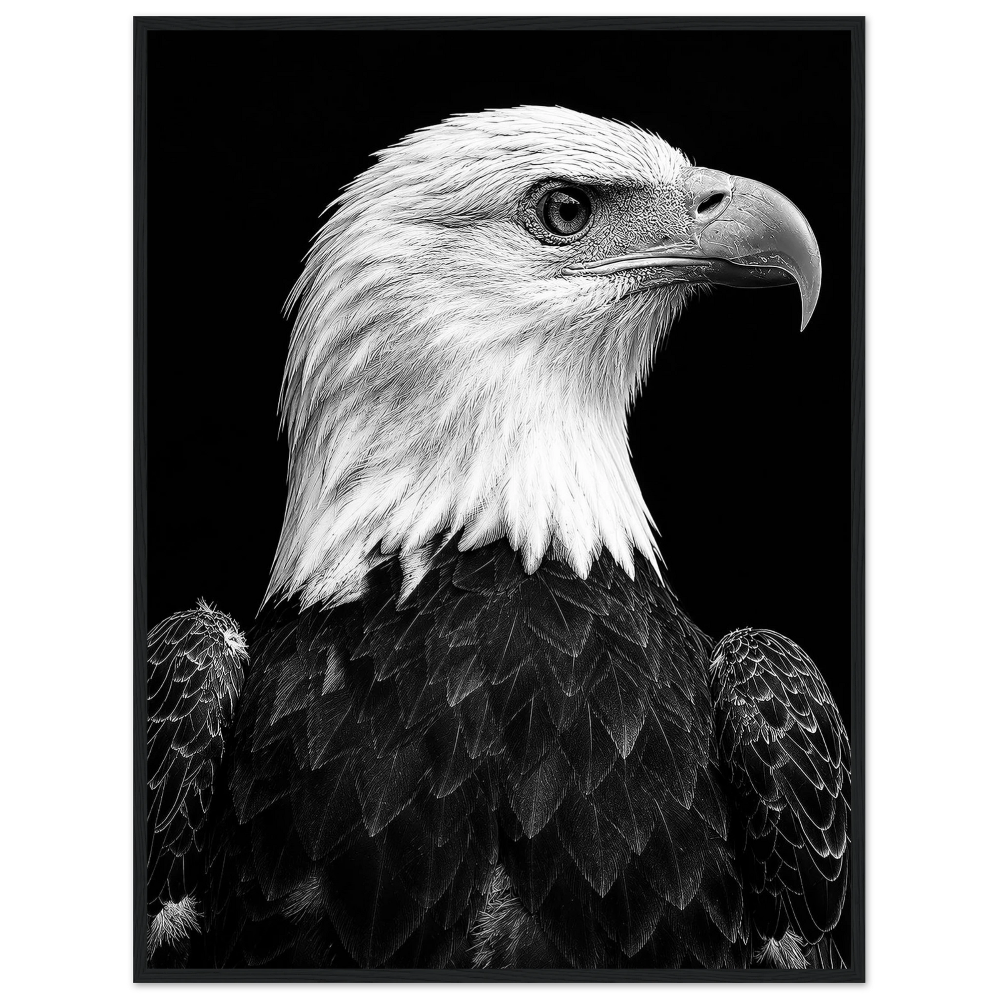 Bald Eagle by Robert Moss – Fine Art Photography Print