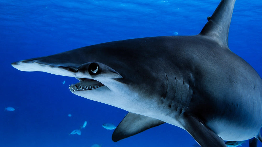Shark swimming in clear blue water