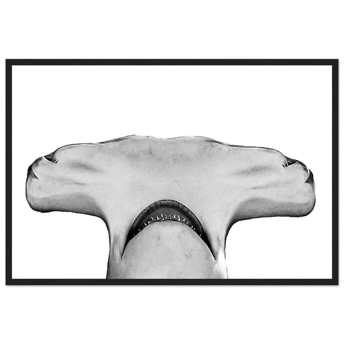 Hammerhead Shark Framed Poster – Fine Art Photography Print